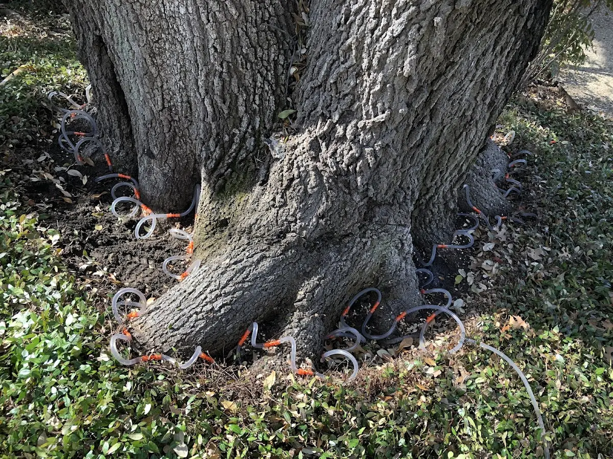 Detailed Tree Cabling and Bracing job site in Tilghman