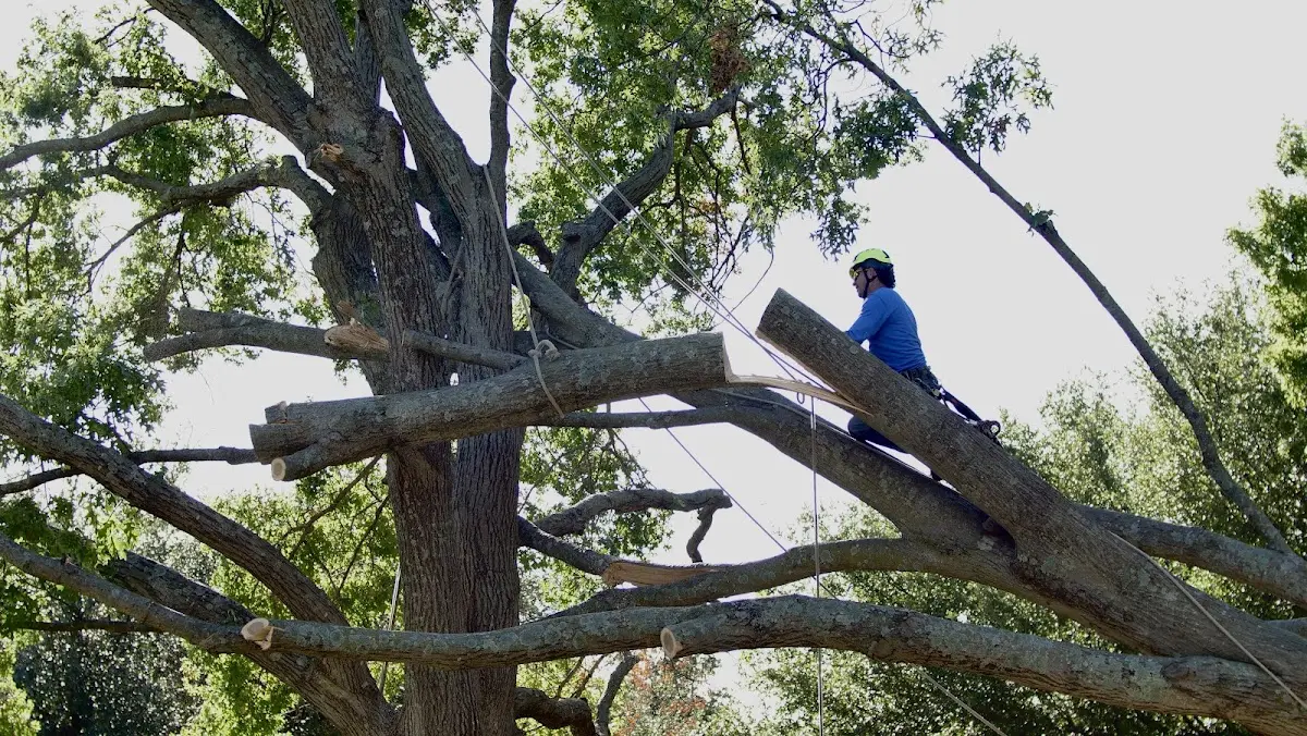 Professional Crown Thinning performed by certified arborists in Tilghman